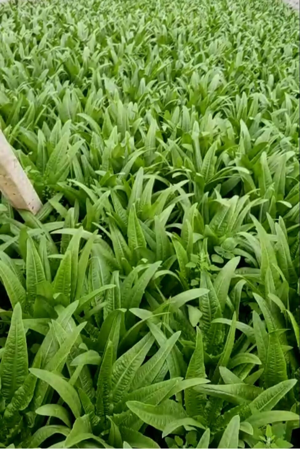云南高原蔬菜新鲜油麦菜当季农家自种莜麦菜牛俐生菜时令叶菜3斤 8斤