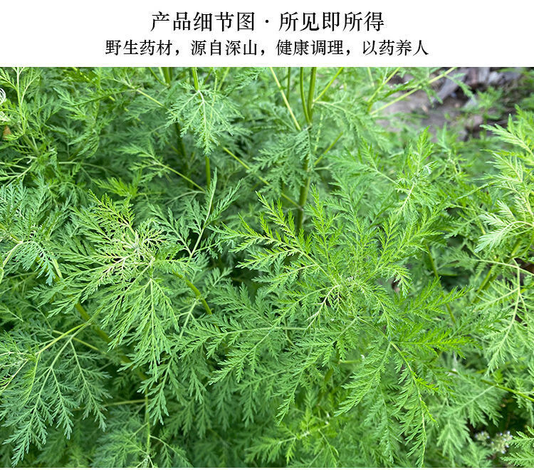 青蒿草功效图片