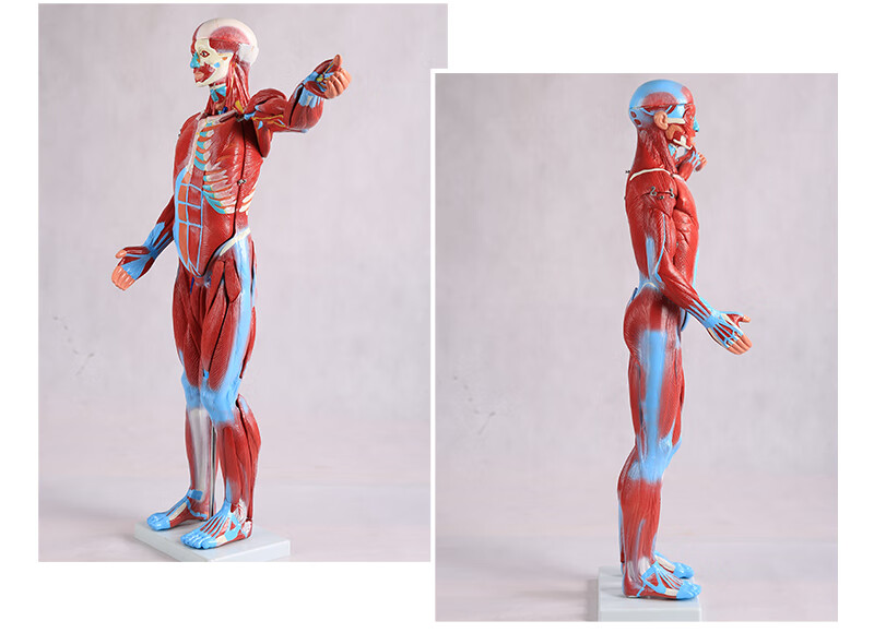 人体肌肉模型美术医用仿真骨骼肌肉组织解刨模型健身教学模型bixa1099
