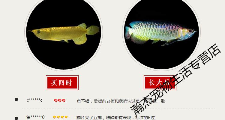 印尼辣椒红龙金头重金属蓝底过背金龙鱼活鱼体幼苗观赏练手大型高背