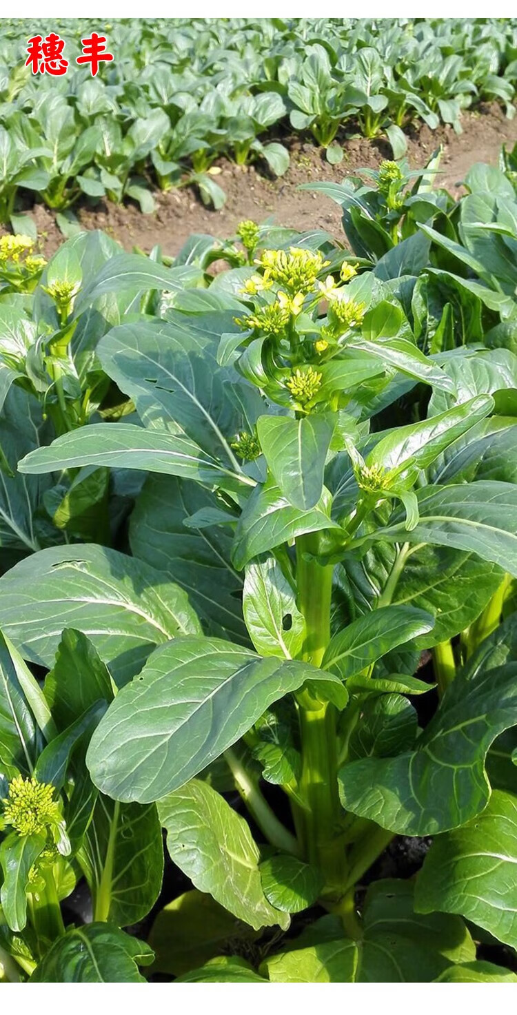 宁夏尖叶菜心种子广东油菜心种籽农家四季高产阳台盆栽蔬菜种孑籽