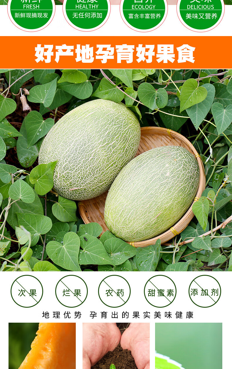 晓蜜25号蜜瓜当季水果网纹瓜哈密瓜整箱 海南西州蜜 3斤 带箱【图片