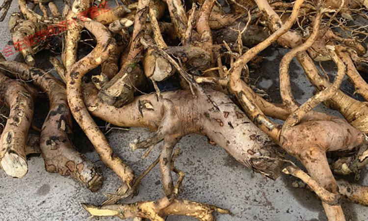 【精选好货】 野外生毛冬青根 根 细叶毛冬青 毛披树根 乌尾丁中药原