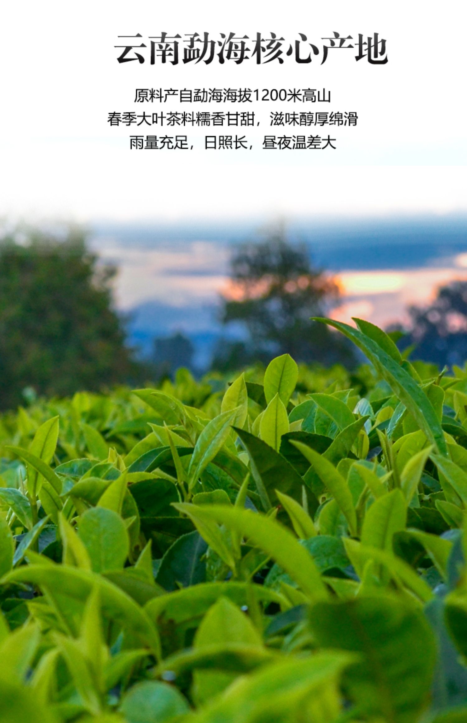碎银子糯米香茶化石陈年熟茶节日礼品高档定制茶叶礼盒装
