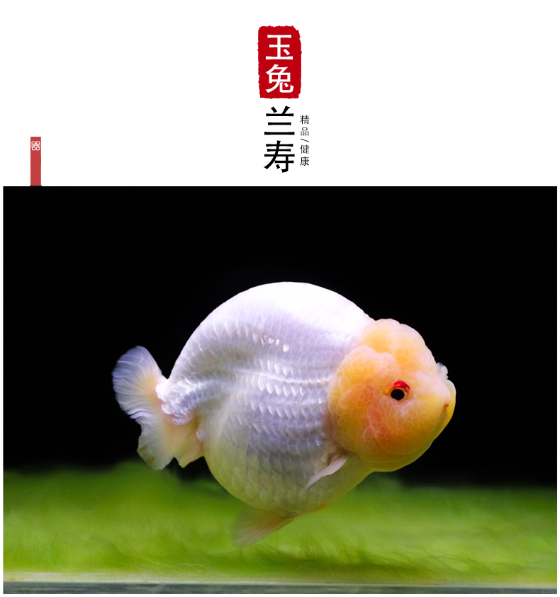 泽驭名宠(zeyu mingchong)兰寿金鱼活体精品奶牛活鱼观赏鱼冷水小中型