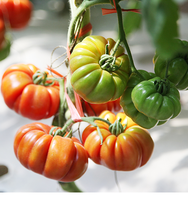 马蹄番茄种子籽水果特大抗病西红柿传统老品种汁多口感好四季播100粒