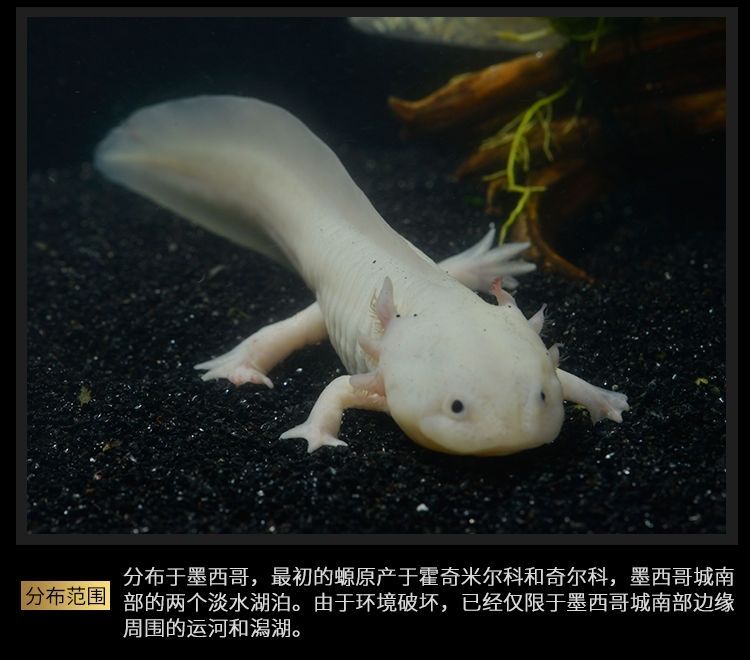 顺丰金鱼活体六角恐龙鱼淡水冷水鱼缸观赏鱼蝾螈霸王龙鱼cmaos811厘米