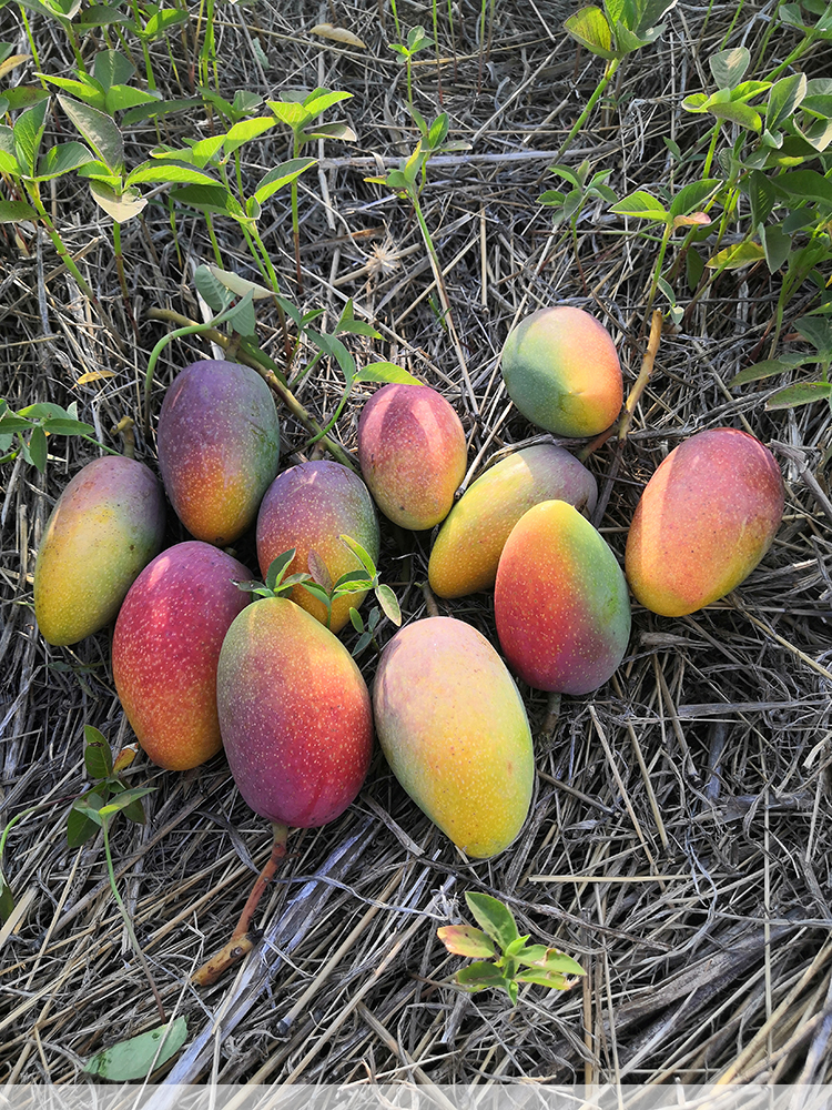 四川攀枝花小贵妃芒果树上自然熟彩色红金龙金凤凰新鲜水果应当季 4斤