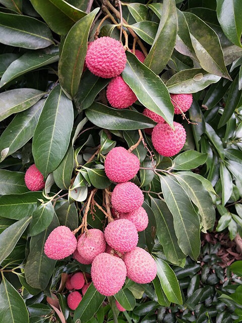 玫栀 四川新鲜妃子笑水果 泸州红袍降莎兰带绿荔枝 合江降莎兰 5斤