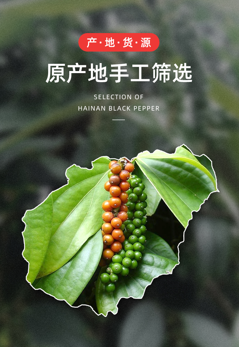 椒达人白胡椒粒研磨器白胡椒粉家用调味料海南纯正白胡椒特产胡椒