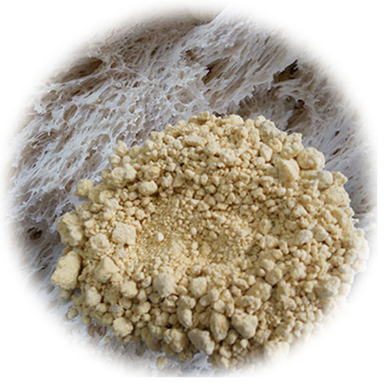 天然酵母农家自制老面肥手工传统老面头酵引子发酵粉干酵头面包馍250