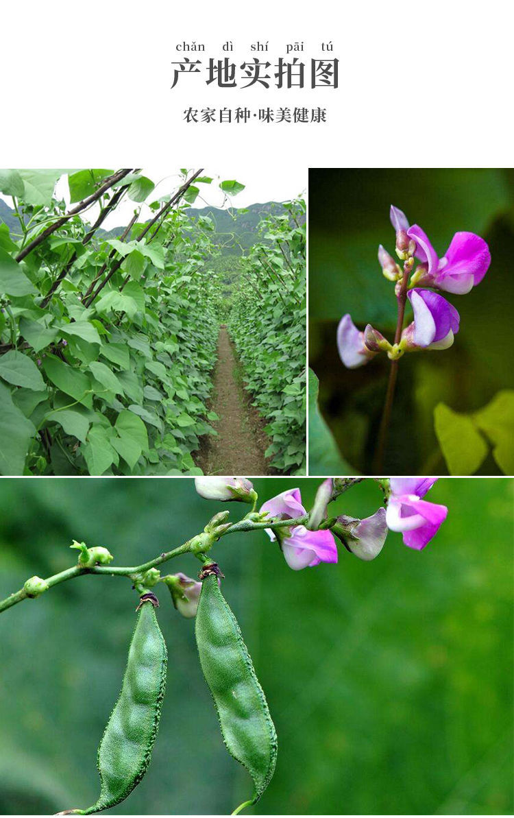 北京同仁堂原料正宗干白扁豆云南老品种小粒扁豆胃中新豆内廷上用4