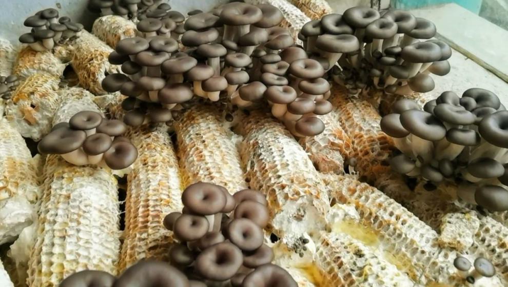 平菇菌种玉米芯种植平菇1包1000克黑平菇菌盆栽喷水出菇 玉米芯平菇