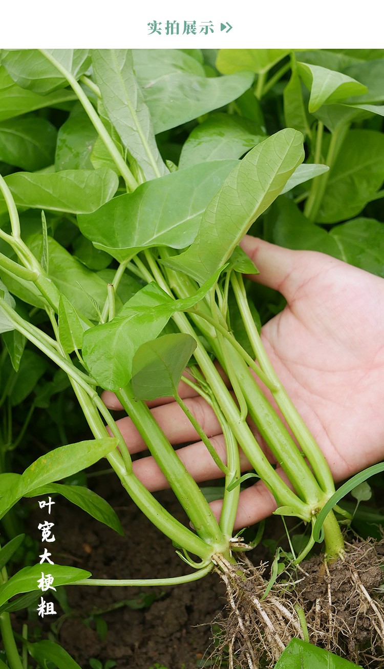 农之子 大叶空心菜种子 菜籽种子 农之子大叶空心菜种子 50g【品质好