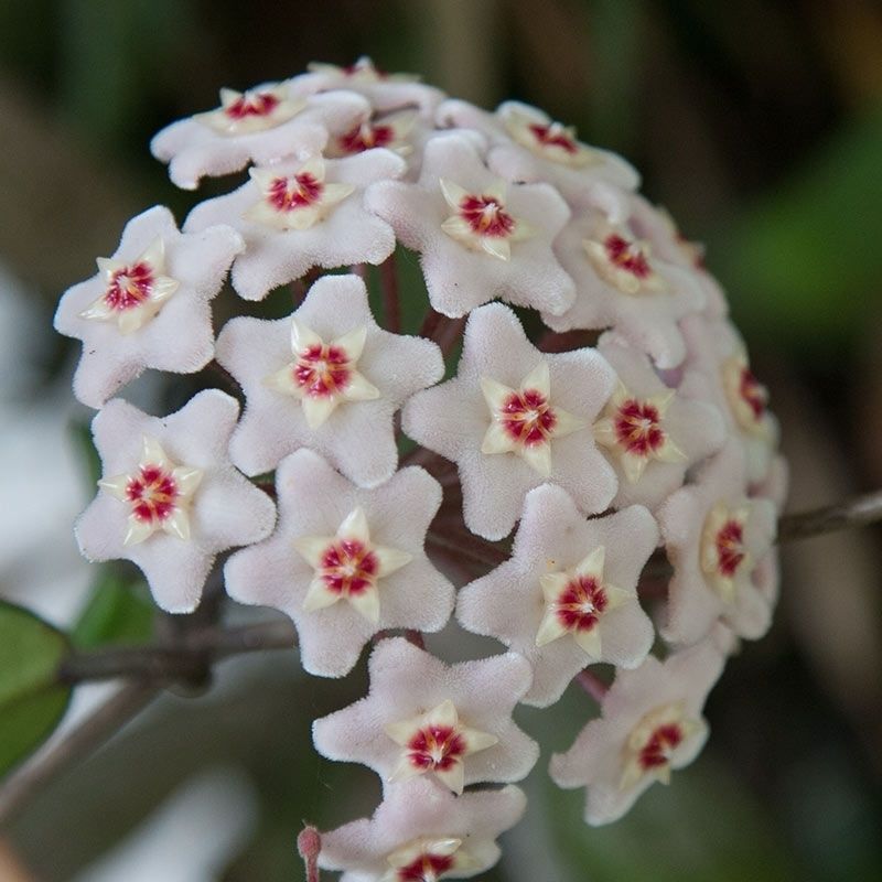 澜墨球兰四季球兰吊兰大花苗爬藤攀援植物盆栽花卉垂吊悬挂室内外阳台