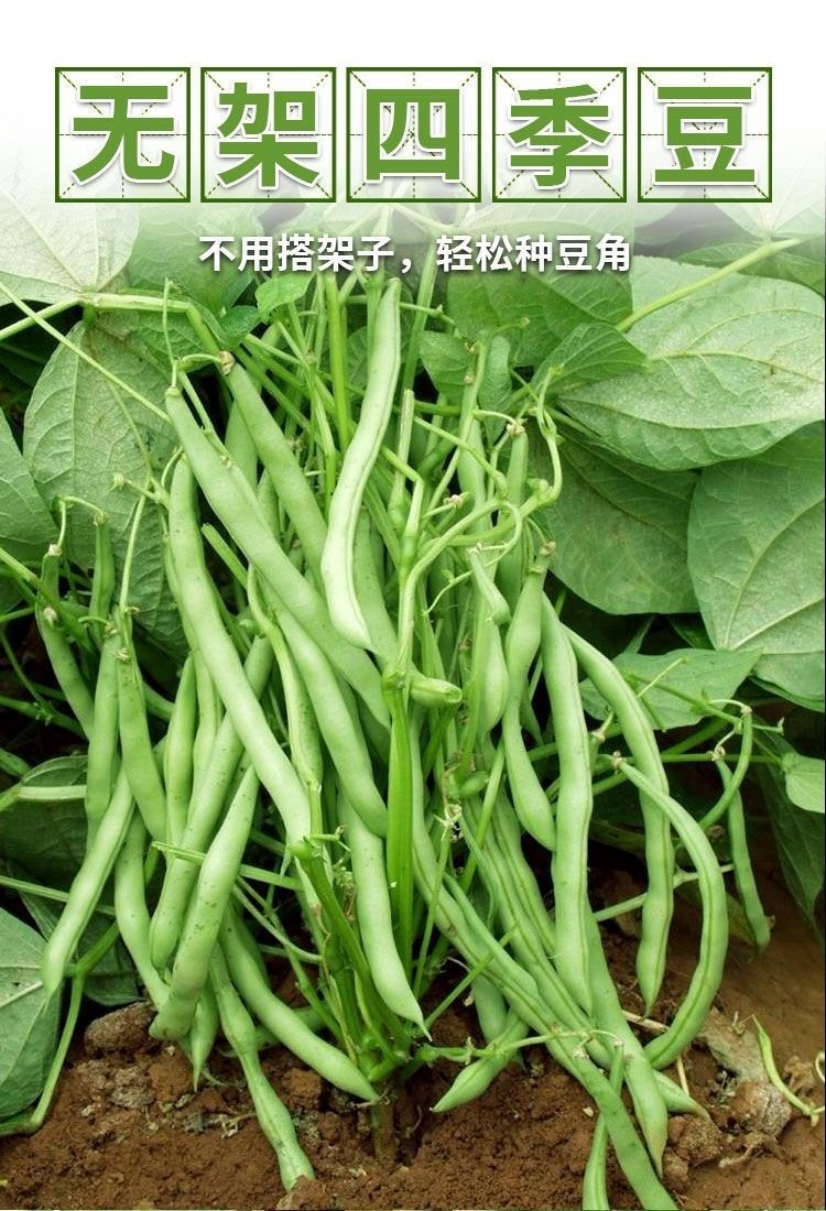 無架地豆種子四季豆種籽高產不搭架豇豆種春夏秋菜豆矮生新品種無架