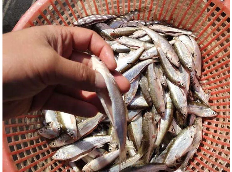 微山湖白条刁子鱼餐条鱼淡水翘嘴蓝刀白条柳叶条现杀去肠三斤中号小号