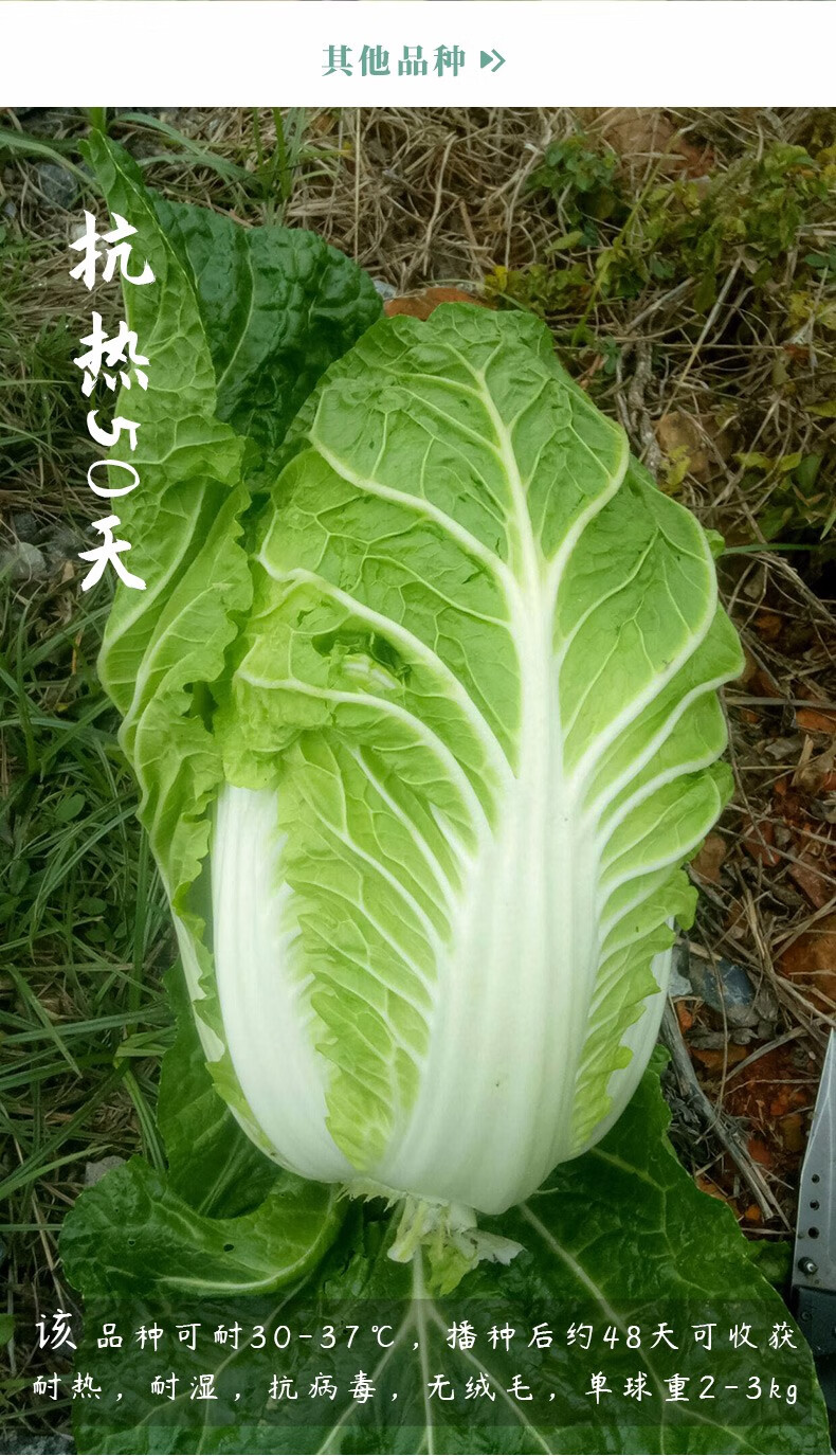 夏阳白菜种植技术图片