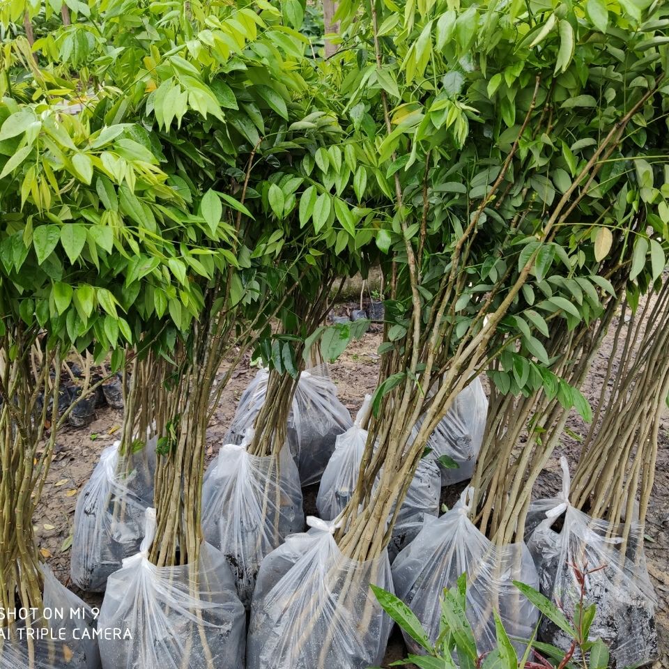 祉鹿 黃花梨樹苗木海南樹苖苗降香黃檀紅木 40-50cm兩棵【圖片 價格