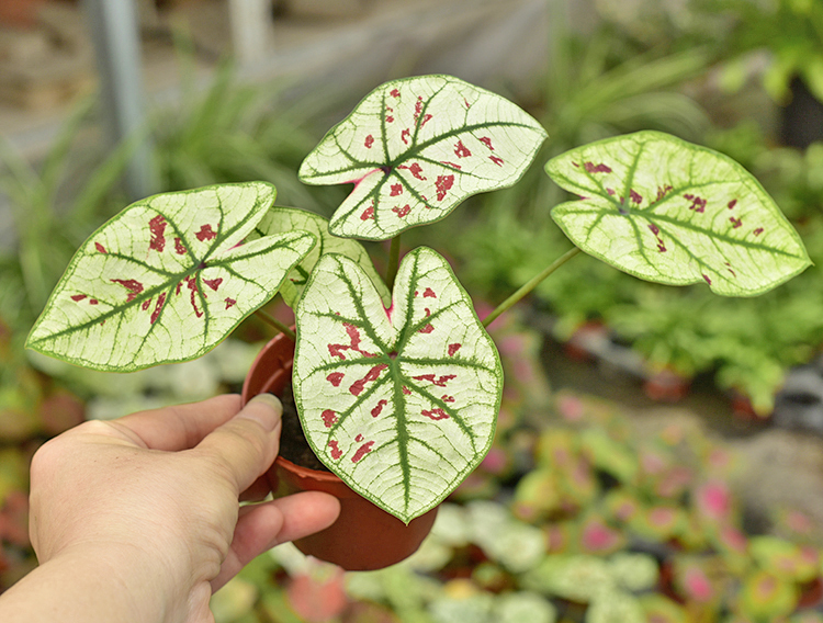 彩叶芋花叶芋室内阳台庭院绿植盆栽彩色观叶植物净化空气趣味 彩叶芋