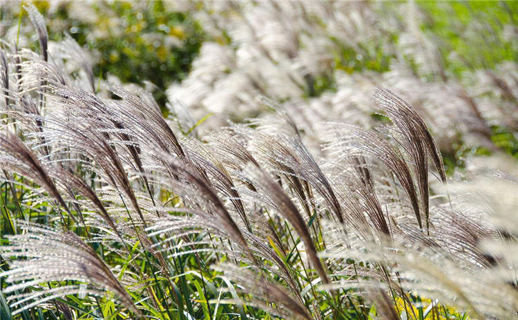 细叶芒种子 草京芒草京羽茅细叶笀花叶芒草草本植物庭院园林植物 芒草