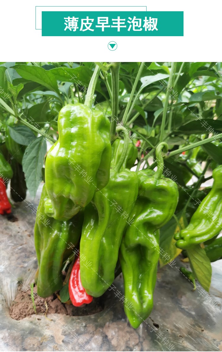 四川种都薄皮早丰泡椒种子春季秋季冬季早熟抗病辣椒菜椒种籽5袋基地