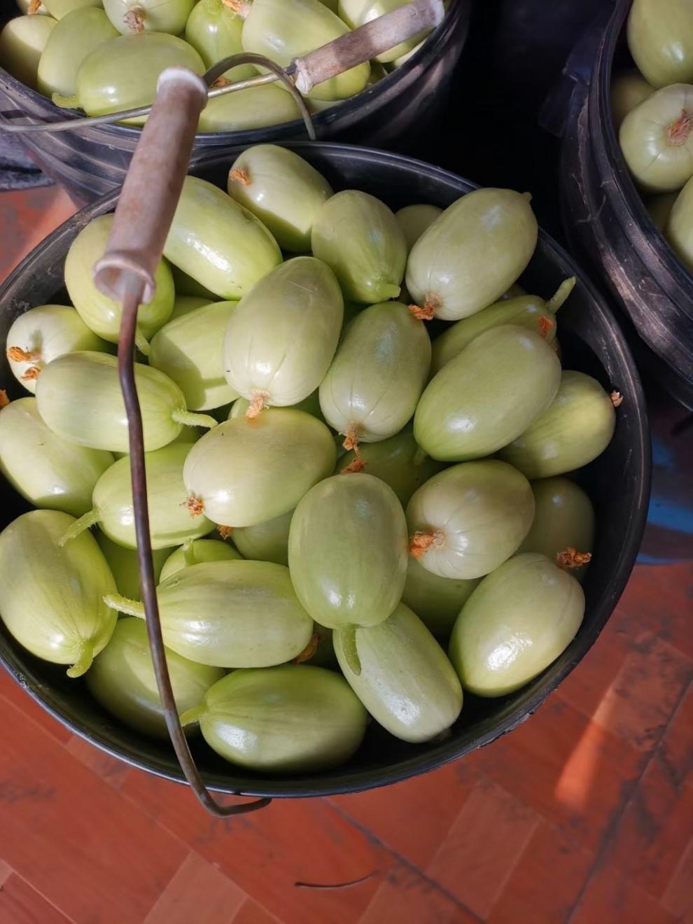 山东新鲜玉女小黄瓜拇指颜如玉水果黄瓜批发小黄瓜生吃网红q蛋瓜暂不