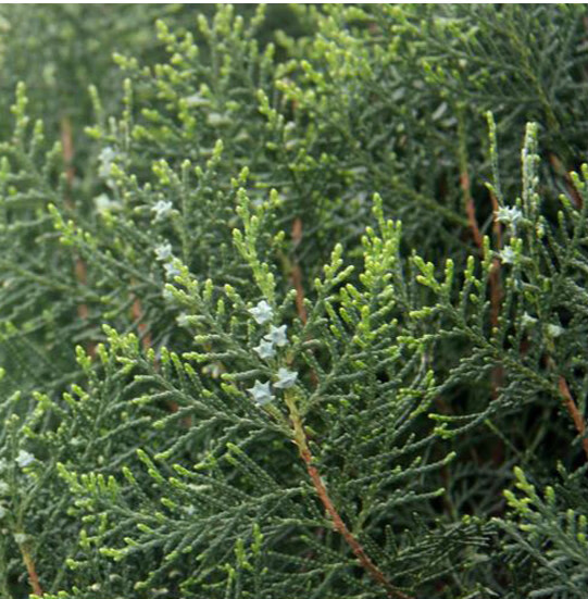 柏树枝 新鲜侧柏叶 侧柏枝 柏叶柏树叶扁柏叶测柏叶z5【图片 价格