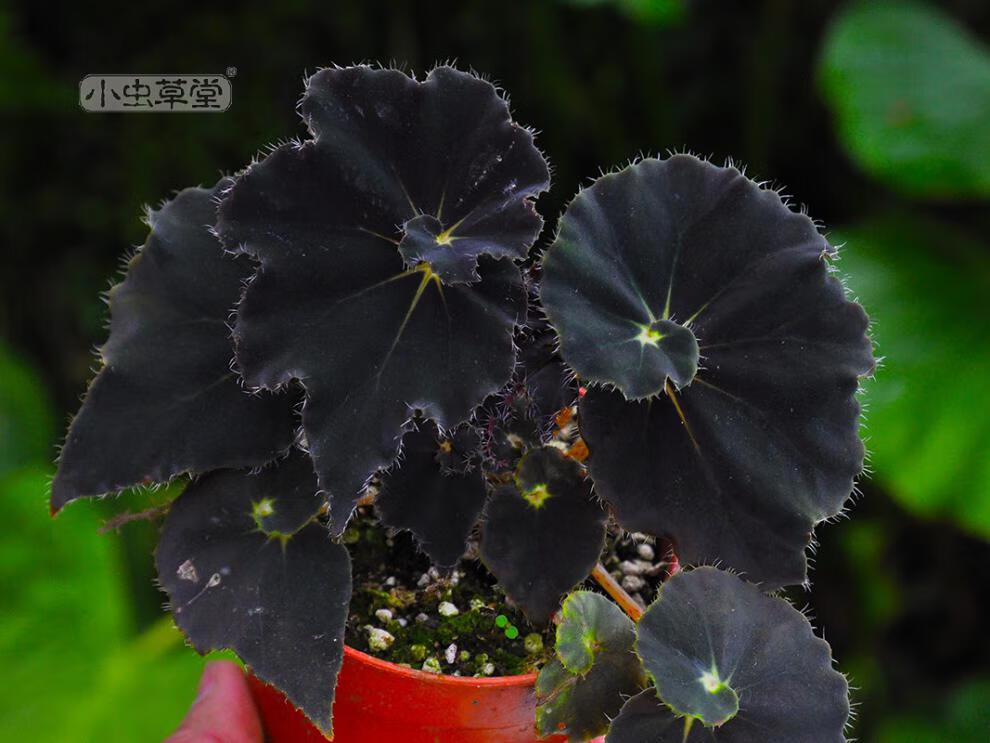 十字五彩蜗牛枫焰火室内观叶彩叶植物定制滇缅秋海棠23片叶11cm盆含盆