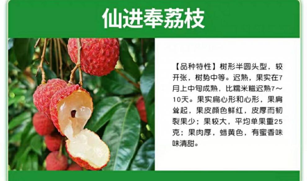 观音绿荔枝广东正宗良种嫁接新品种冰荔枝树苗观音绿荔枝果树苗仙进奉