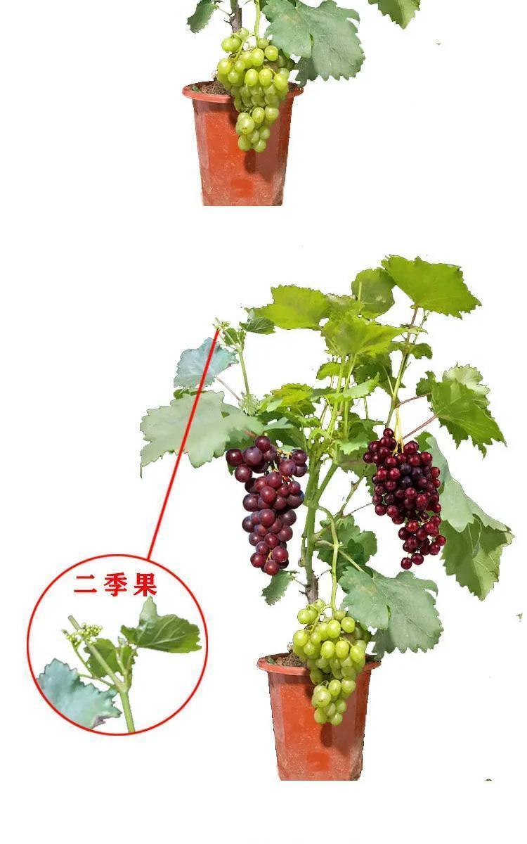 新品种无架葡萄树图图片