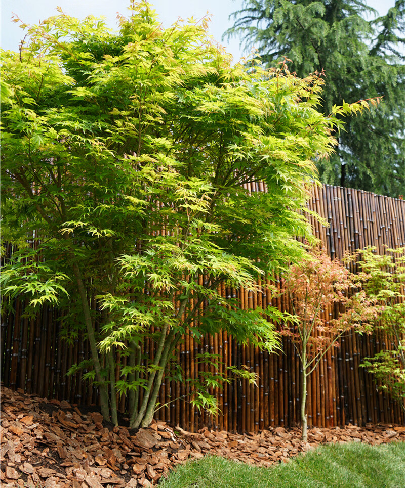 枫树红茜空彩叶红枫黄金枫庭院树盆栽丛生大苗鸡爪槭主树茜空10加仑