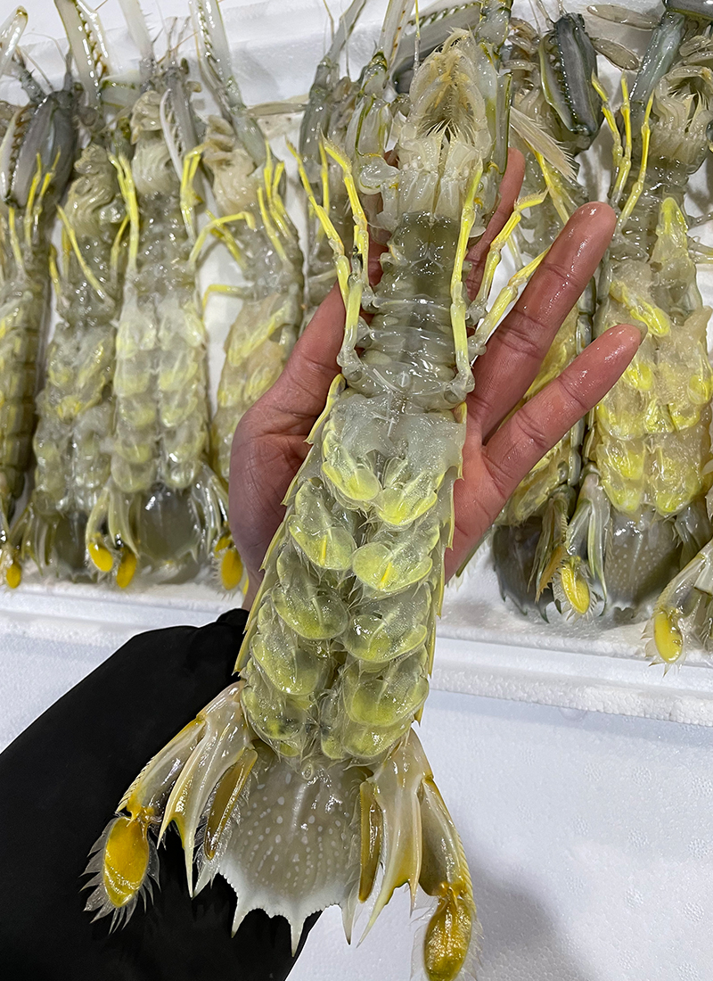 冠季泰国超大皮皮虾特大濑尿虾富贵虾大虾特大鲜活