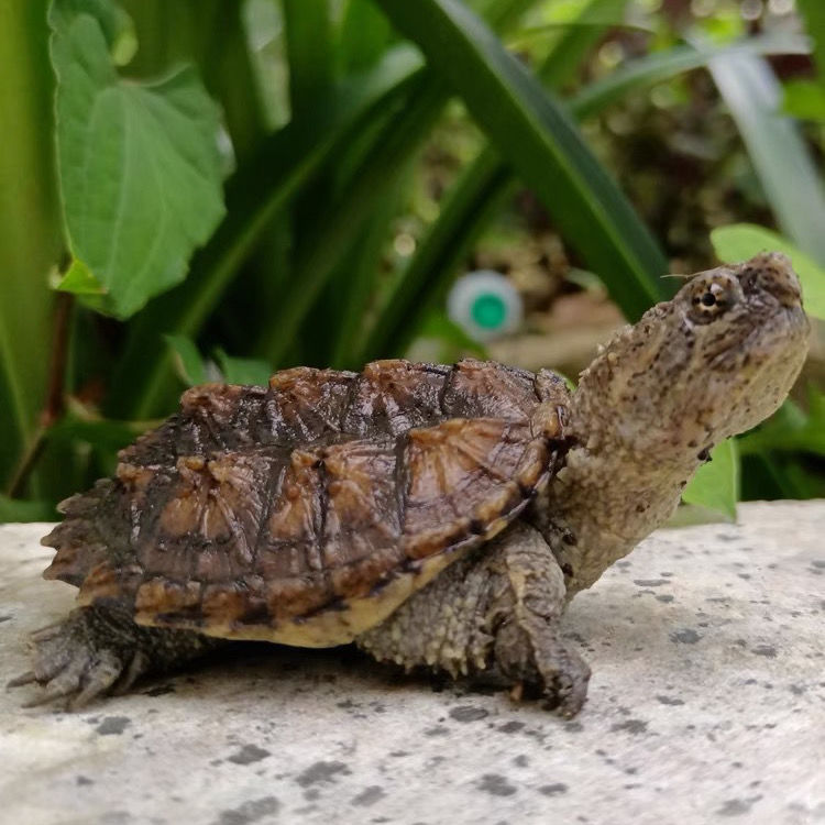 鳄龟活物食用爆刺凶猛北美小鳄龟苗观赏龟杂佛肉龟水龟小乌龟活体 一