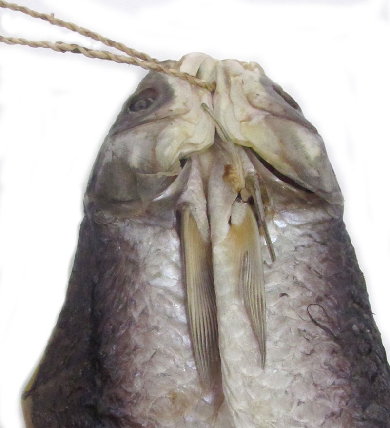 2-5斤多就饭香活鱼腌制风干大鱼 5斤半左右大咸鱼干一条【图片 价格