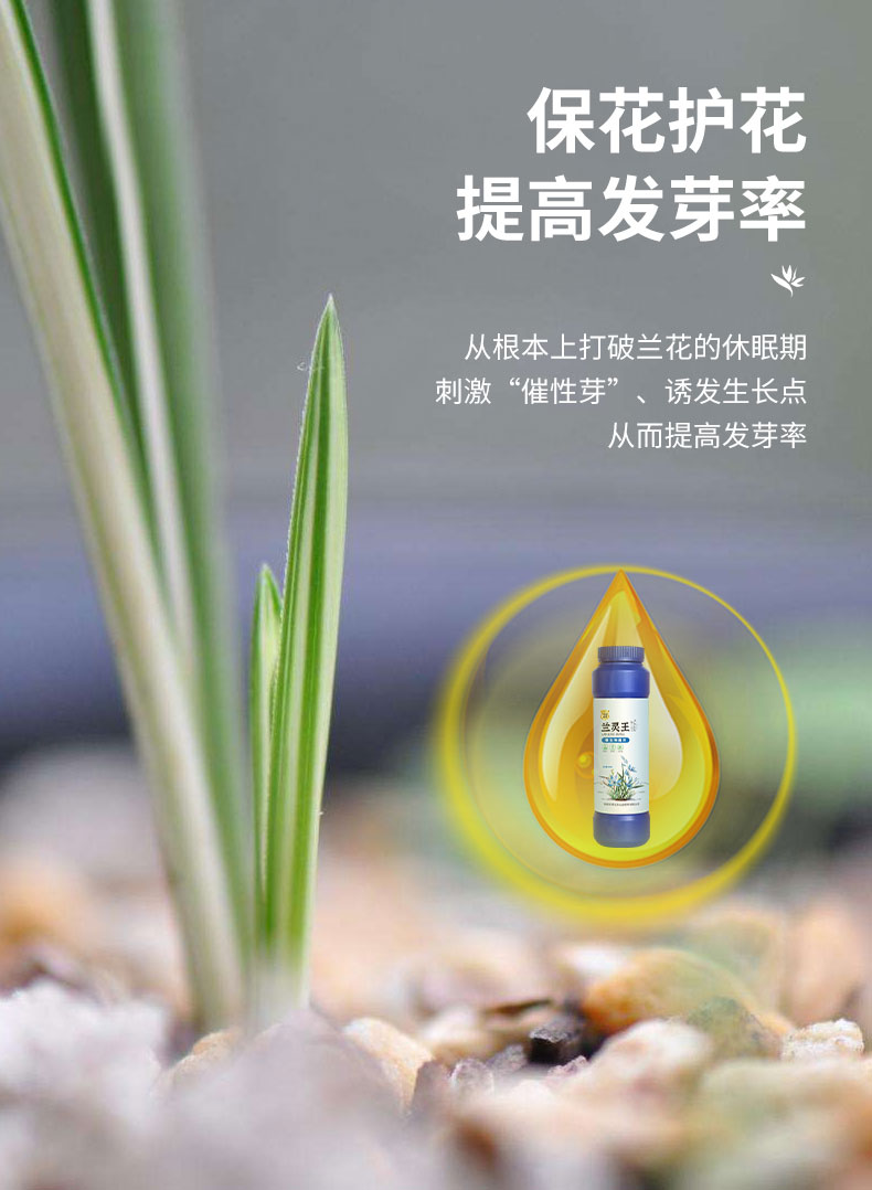 黎秋科兰花专用营养液em菌兰科君子兰蝴蝶文心兰墨兰开花有机肥料兰灵