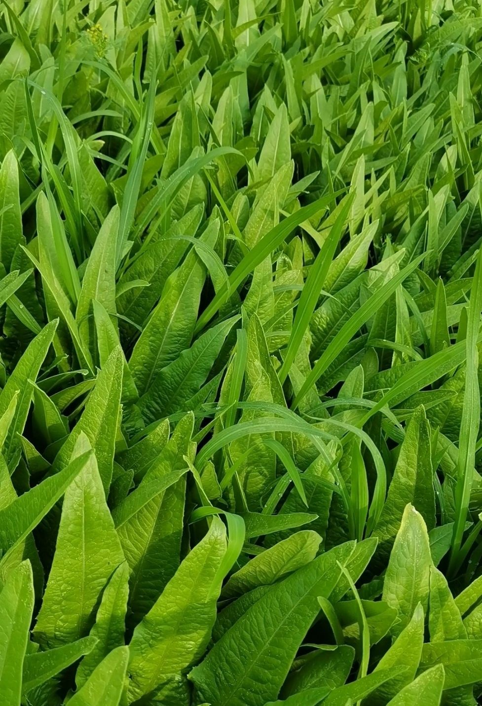 云南高原蔬菜新鲜油麦菜当季农家自种莜麦菜牛俐生菜时令叶菜3斤 8斤