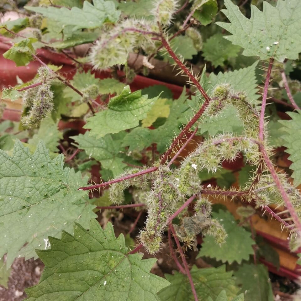 北京同仁堂原料新鲜野生红杆荨麻草红活麻红霍麻草咬人草白豁麻绿杆
