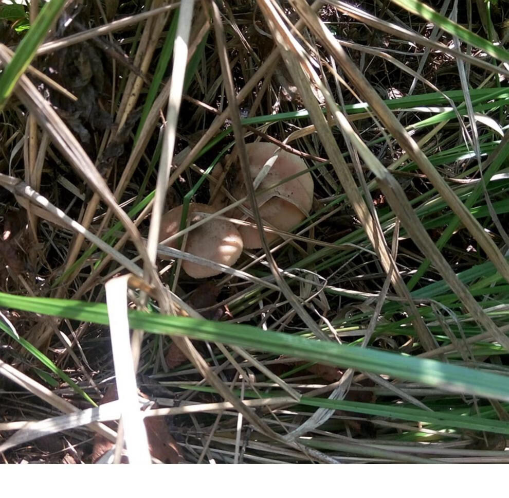 李家亭 东北榛蘑腌制草蘑菇辽宁长白山特产食用真蘑榛蘑新鲜臻蘑珍蘑