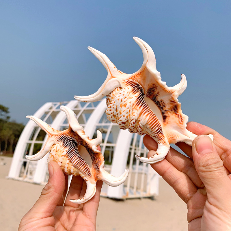 【臻品京选】海螺贝壳工艺品天然贝壳海螺六角螺鱼缸造景水族箱装饰品