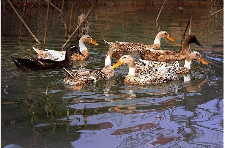 三年老鸭沂蒙山农家散养土鸭老麻鸭水鸭新鲜鸭肉现杀净重两斤以上三年