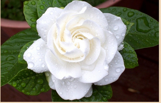 火蝶园艺专营店商品编号:10042972234207商品名称:大栀子花  牡丹栀子