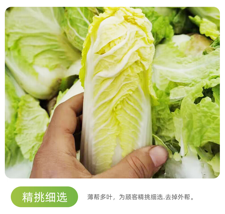 娃娃菜新鲜小白菜5斤农家自种当季黄牙白蔬菜整箱1500g