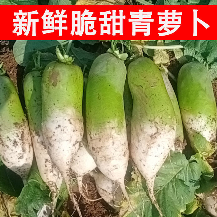 新鮮現挖青蘿蔔農家自種白蘿蔔新鮮蔬菜微辣蘿蔔2斤5斤10斤批發45斤5