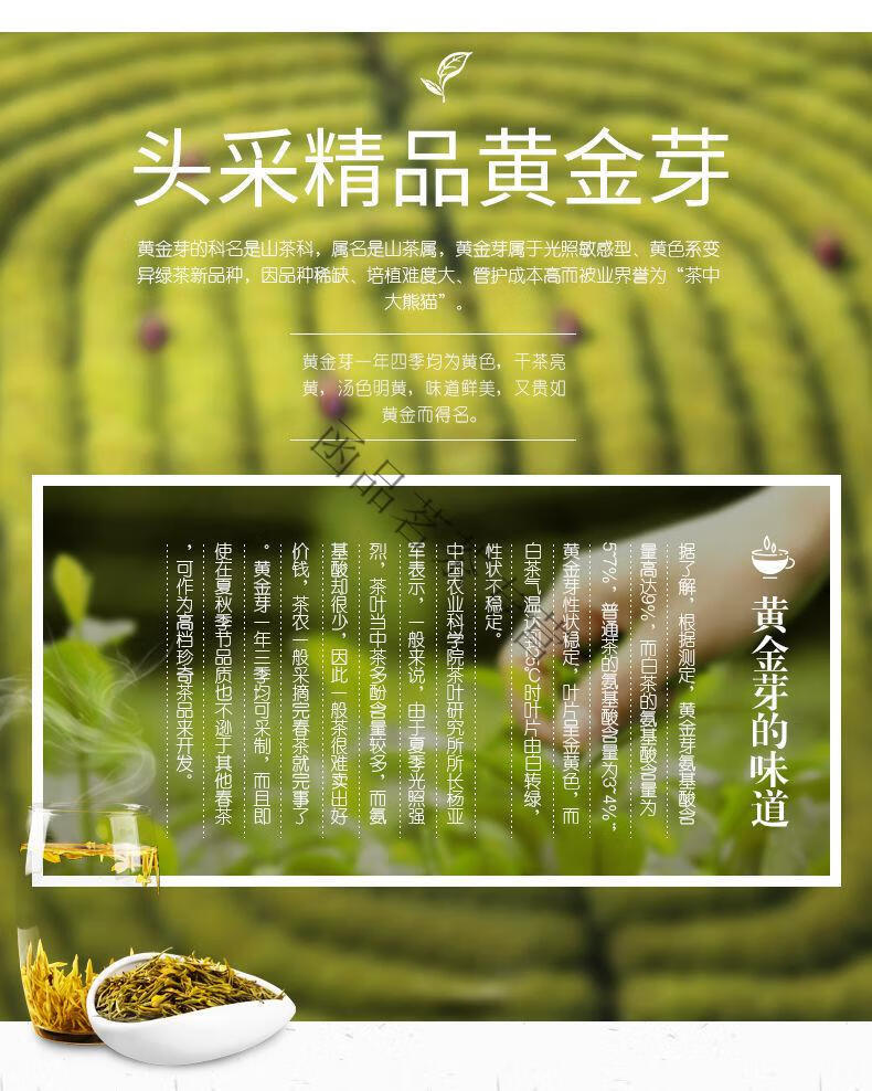 安吉2021年明前特级头采精品黄金芽白茶新茶绿茶礼盒罐装 精品黄金芽