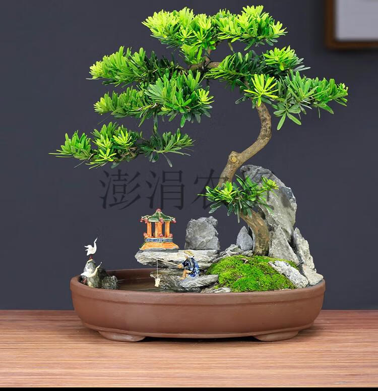 迎客松盆景真树罗汉松植物造型老桩庭院假山盆景室内客厅办公室大型