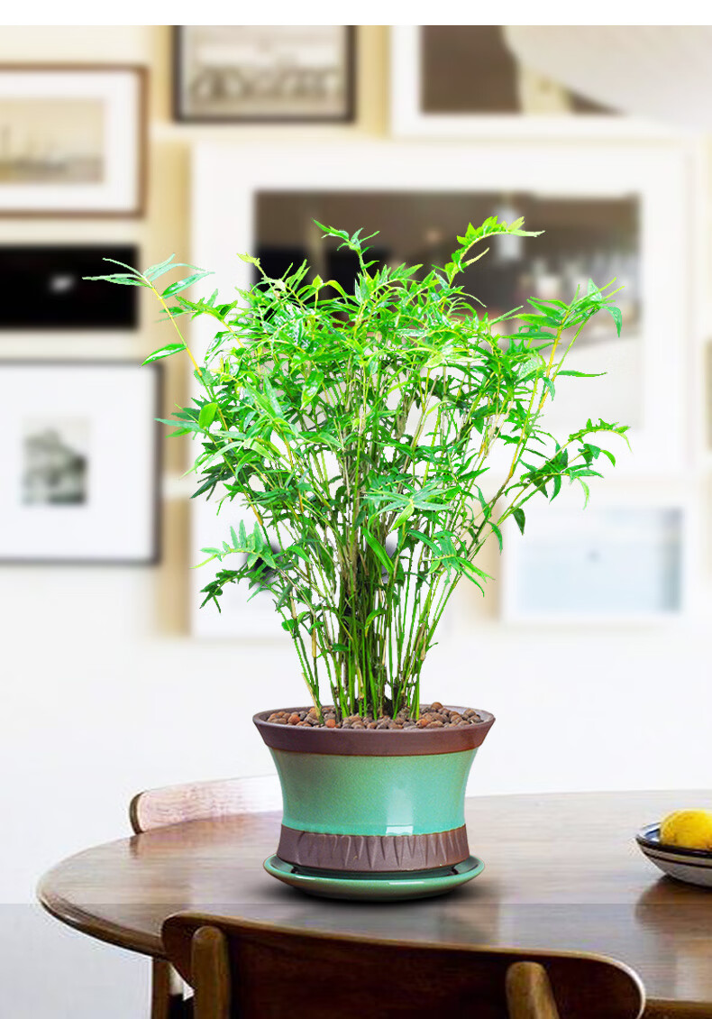 米竹盆栽植物室内凤尾竹盆景节节高竹子好养客厅易活绿植t10 米竹不含