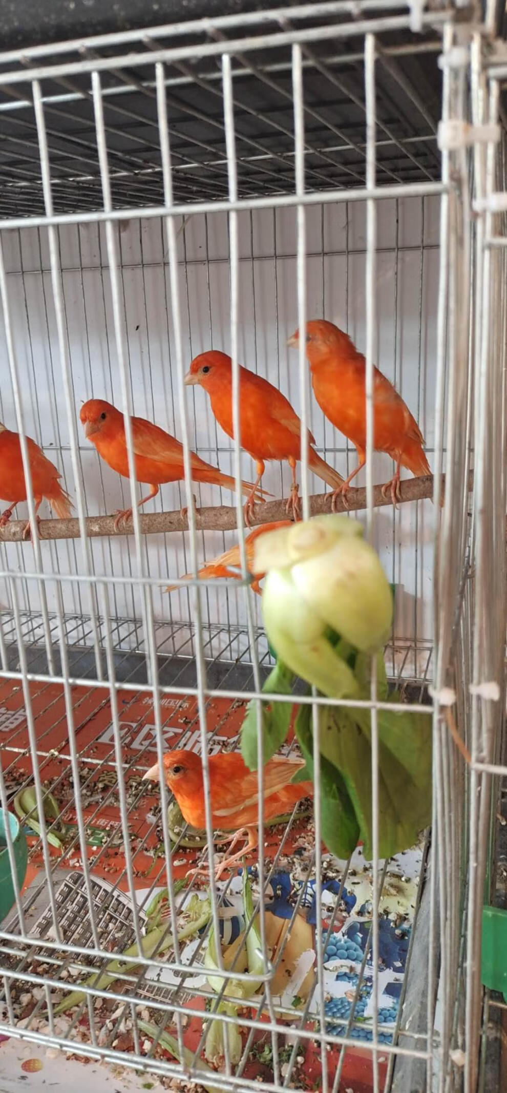 族萃玉鳥活上海辣椒紅揚州黃芙蓉活體活籠養鳴唱紫桂小母一隻