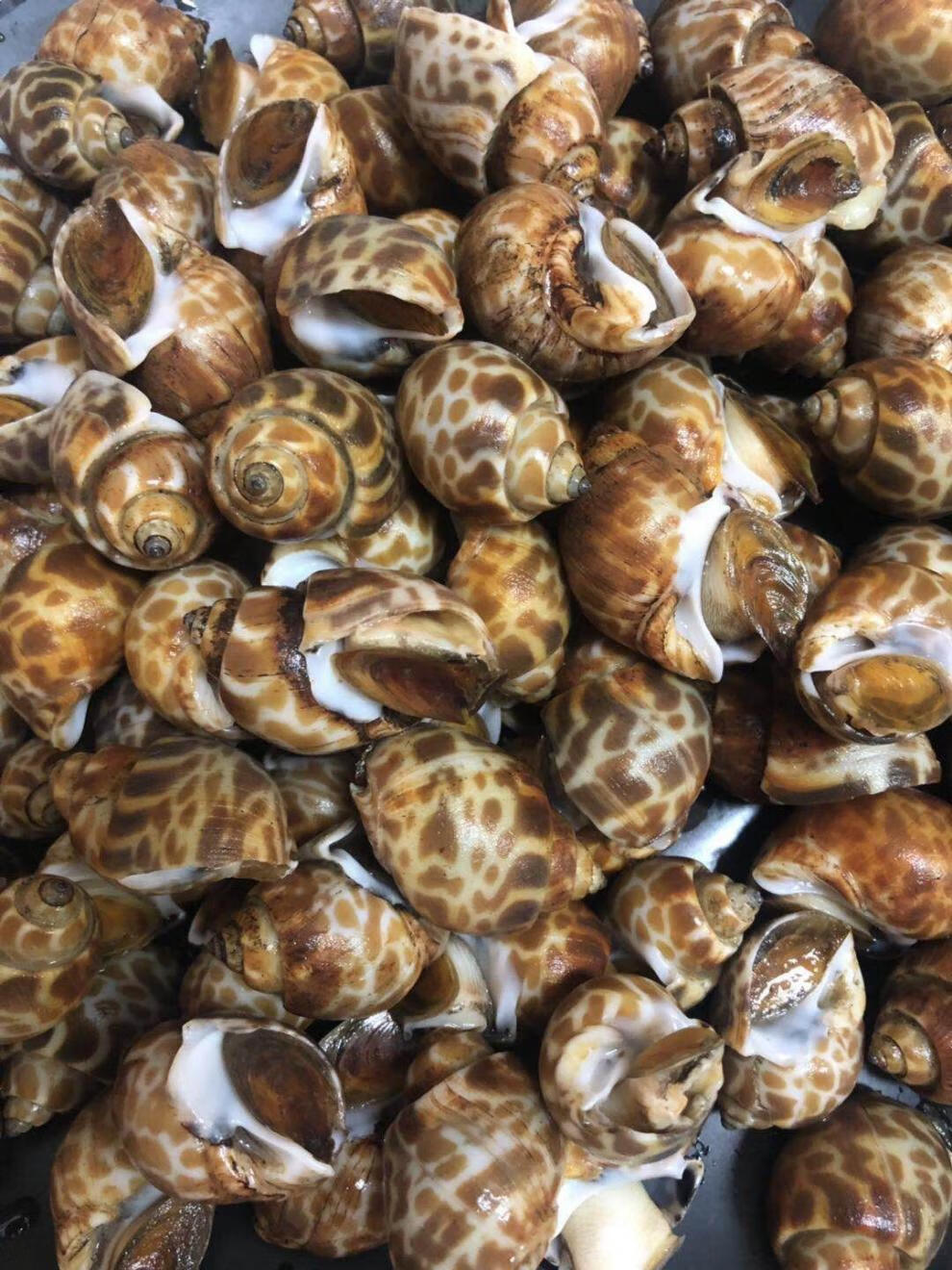 新鲜活冻花螺冷冻大海螺贝壳香螺水产海鲜全国新鲜花螺8斤劲爆