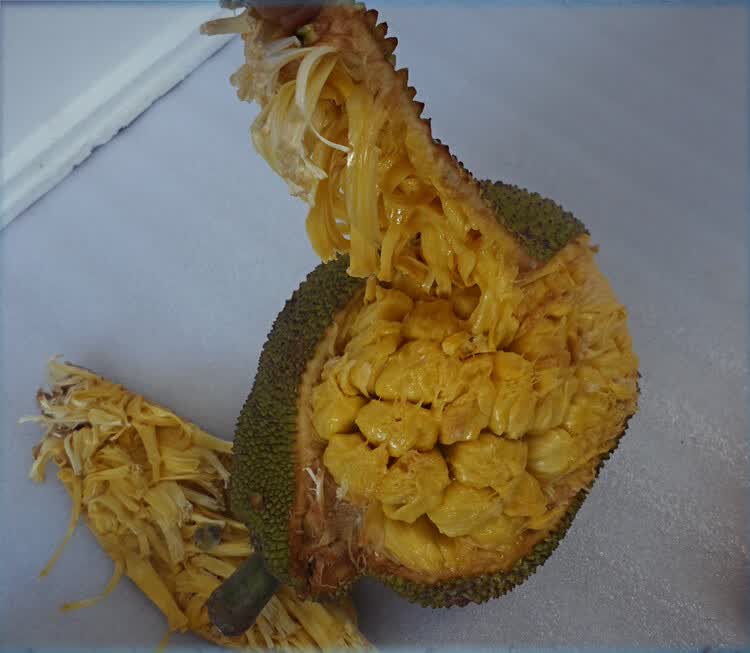 湛江特产软糯湿包菠萝蜜热带应季时令波罗蜜当季罕见水果新鲜整箱榴莲